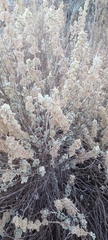 Pseudodictamnus mediterraneus