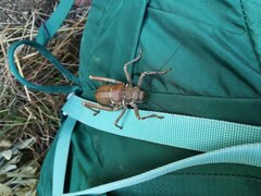 Hetrodes pupus