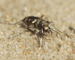 Cicindela soluta