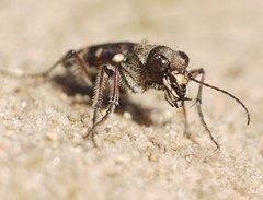 Cicindela soluta