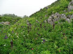 Pedicularis atropurpurea