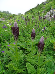 Pedicularis atropurpurea