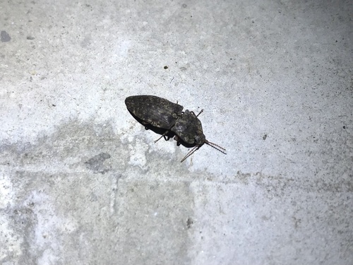 Subspecies Agrypnus binodulus binodulus · iNaturalist