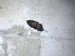 Agrypnus binodulus binodulus