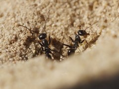 Cataglyphis aenescens