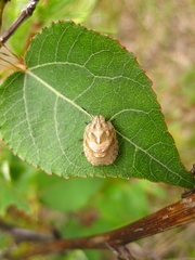 Eurygaster testudinaria
