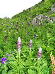 Pedicularis atropurpurea