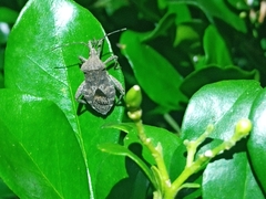 Acanthocoris sordidus