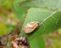 Eurygaster testudinaria