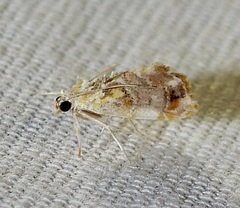 Glaphyria basiflavalis