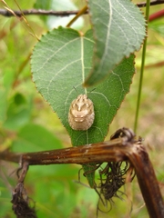Eurygaster testudinaria