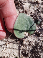 Eriospermum capense capense