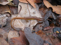 Eurycea chamberlaini