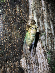 Cryptotympana facialis