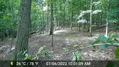 Odocoileus virginianus