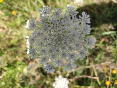 Daucus carota