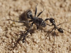Cataglyphis aenescens