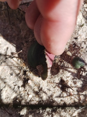 Eriospermum capense capense