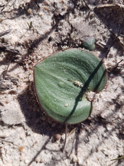 Eriospermum capense capense