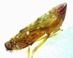 Scaphoideus luteolus