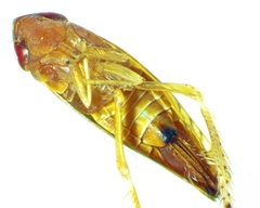 Scaphoideus luteolus