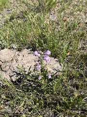 Penstemon gracilis