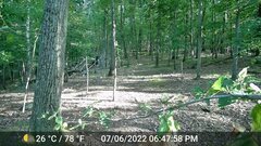 Odocoileus virginianus