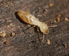 Reticulitermes lucifugus