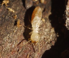Reticulitermes lucifugus