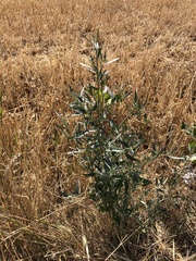 Atriplex oblongifolia