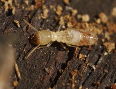 Reticulitermes lucifugus