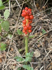 Arum