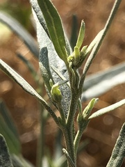 Atriplex oblongifolia