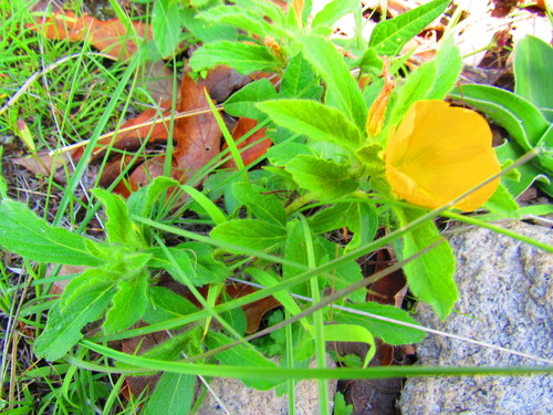 Image of Turnera pumilea by (c) Oscar Alejandro Morales Juárez, some rights reserved (CC BY-SA)