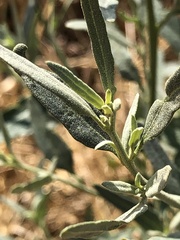 Atriplex oblongifolia