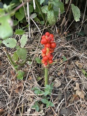 Arum