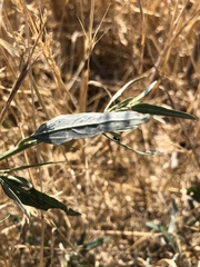 Atriplex oblongifolia