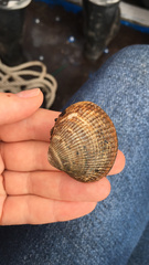 Ciliatocardium ciliatum