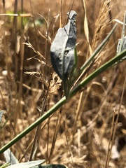 Atriplex oblongifolia
