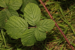 Rubus tuberculatus
