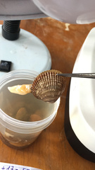 Ciliatocardium ciliatum