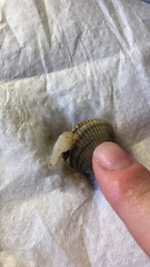 Ciliatocardium ciliatum