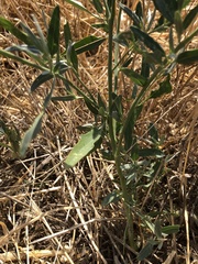 Atriplex oblongifolia