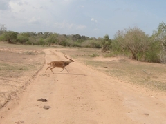 Axis axis ceylonensis