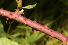 Rubus tuberculatus
