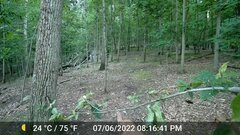 Odocoileus virginianus