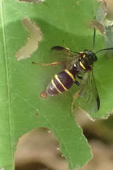 Argogorytes nigrifrons