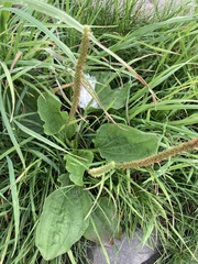 Plantago major