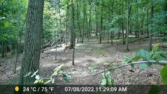 Odocoileus virginianus