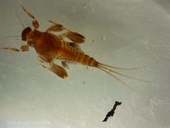Leptohyphidae